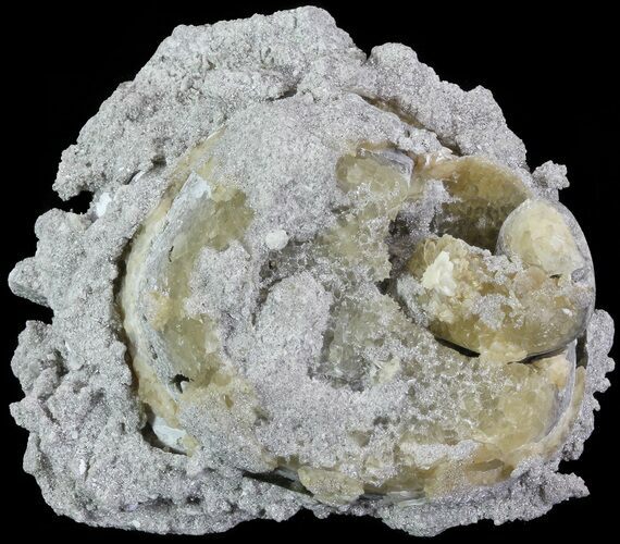 Crystal Filled Fossil Whelk - Rucks Pit, FL #69076